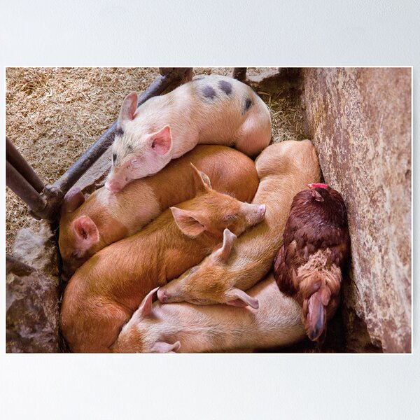 Item preview, Animal - Pig - Five little piggies and a Chicken  designed and sold by Mike Savad Photography.