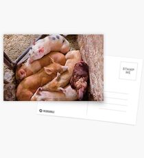 Animal - Pig - Five little piggies and a Chicken Postcards