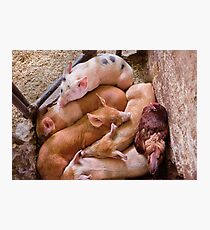 Animal - Pig - Five little piggies and a Chicken Photographic Print