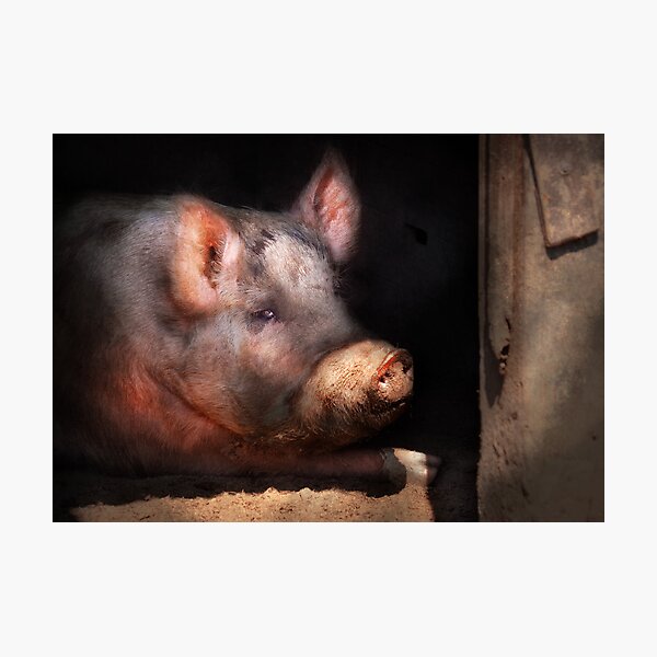 Item preview, Animal - Pig - Piggy number two designed and sold by Mike Savad Photography.