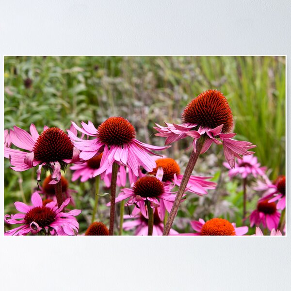 Artikelvorschau, Pink Thistle entworfen und verkauft von JRHPhotography.