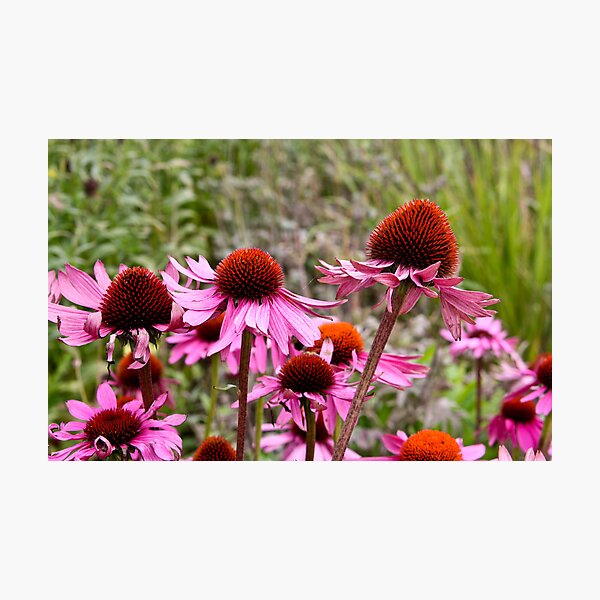 Item preview, Pink Thistle designed and sold by JRHPhotography.