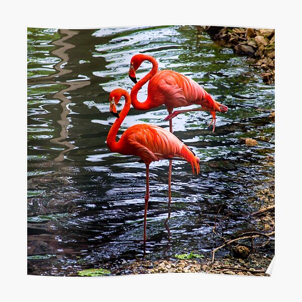 Pink Flamingo Club Wall Art for Sale | Redbubble
