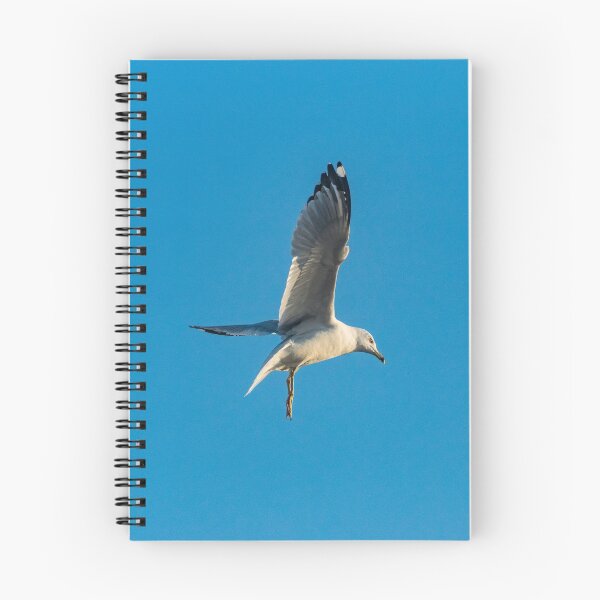 Item preview, Hovering Larus Californicus 4 designed and sold by KensLensDesigns.