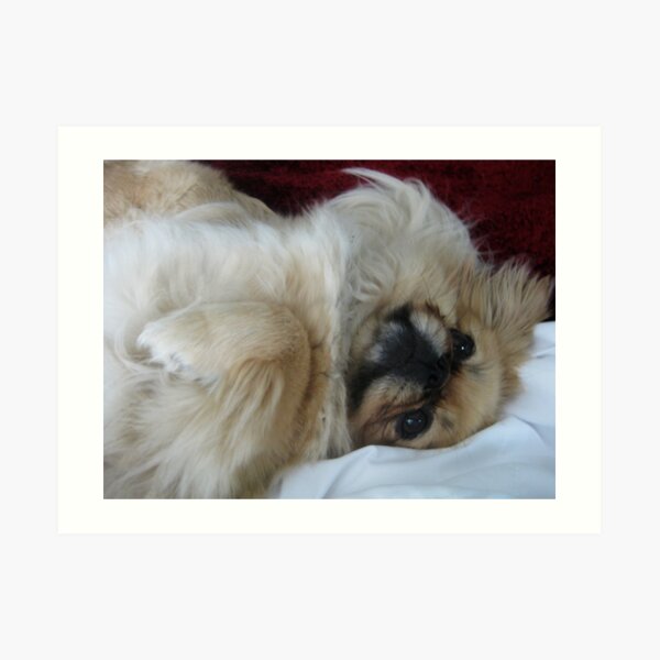 Pekingese Art Print