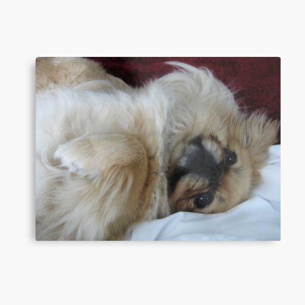 Pekingese Metal Print
