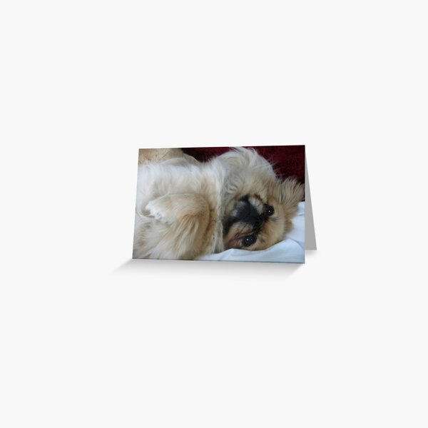 Pekingese Greeting Card
