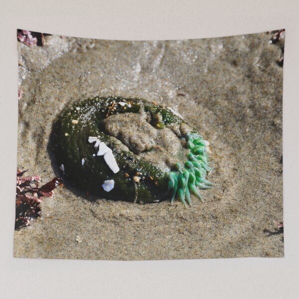 Item preview, Cape Perpetua - Sea Anemone designed and sold by IMAGETAKERS.