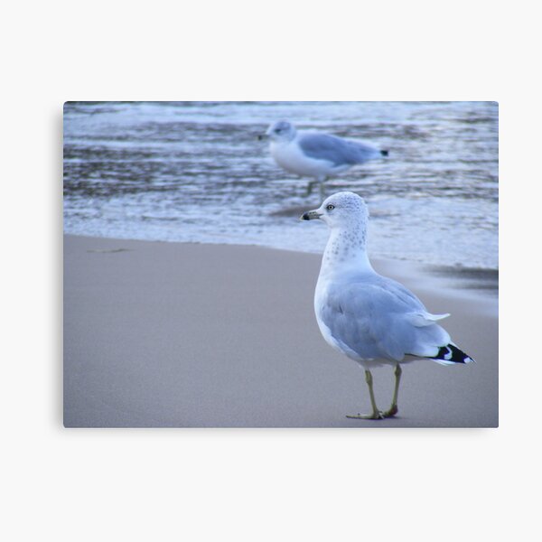 Ring-billed gulls Canvas Print