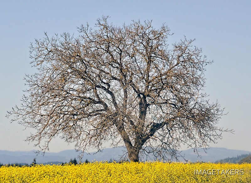 "Woodburn Oregon Magical Tree" by IMAGETAKERS Redbubble