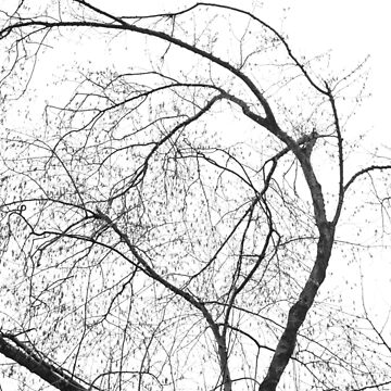Vorschaubild zum Design aza's trees #2 von Nicolettas Shop