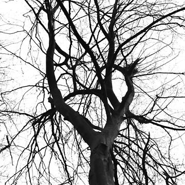 Vorschaubild zum Design aza's trees #3 von Nicolettas Shop