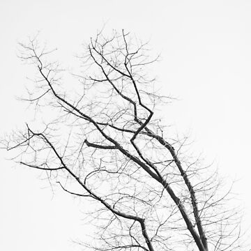 Vorschaubild zum Design aza's trees #6 von Nicolettas Shop