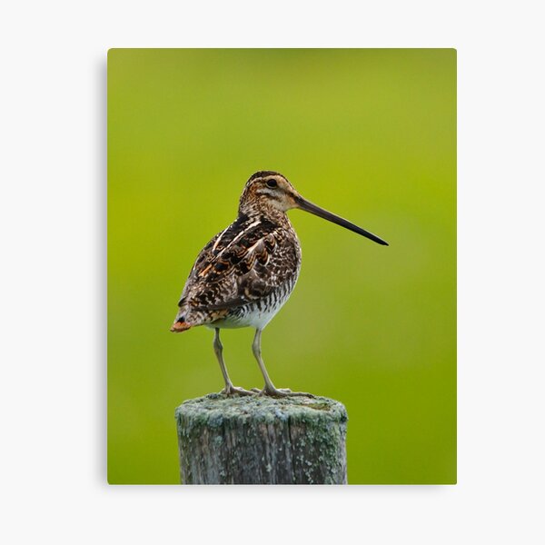 Wilson's Snipe Canvas Print