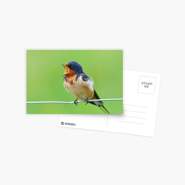 Item preview, Barn Swallow Courting designed and sold by Nancy Barrett.