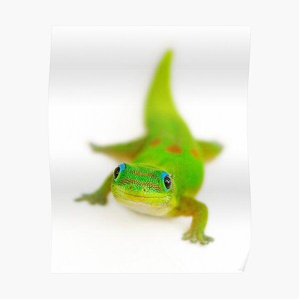 Smiling gecko Poster