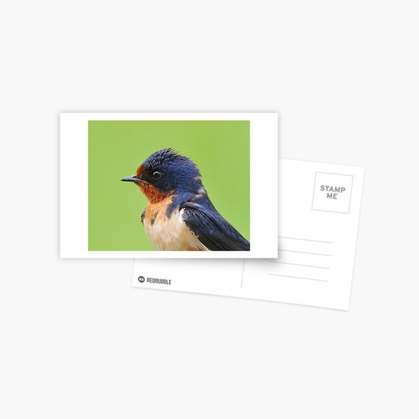 Barn Swallow Portrait Postcard