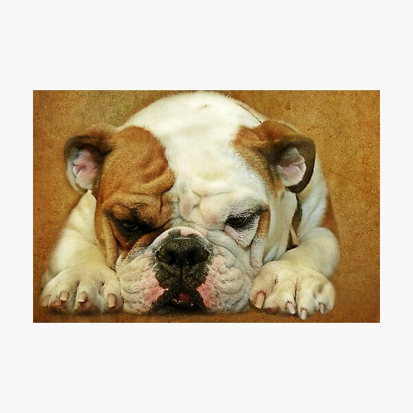 Bulldog Photographic Print