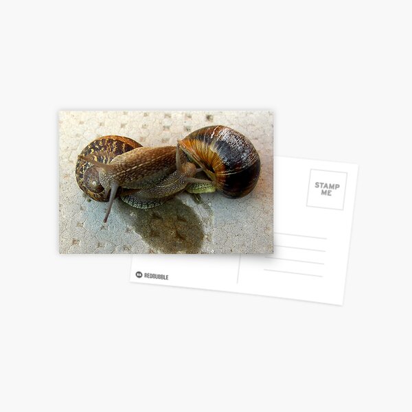 Slow Lovin' Postcard