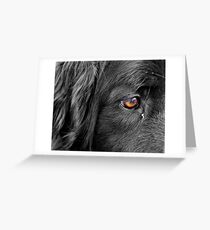 Eyes of the domestic Greeting Card