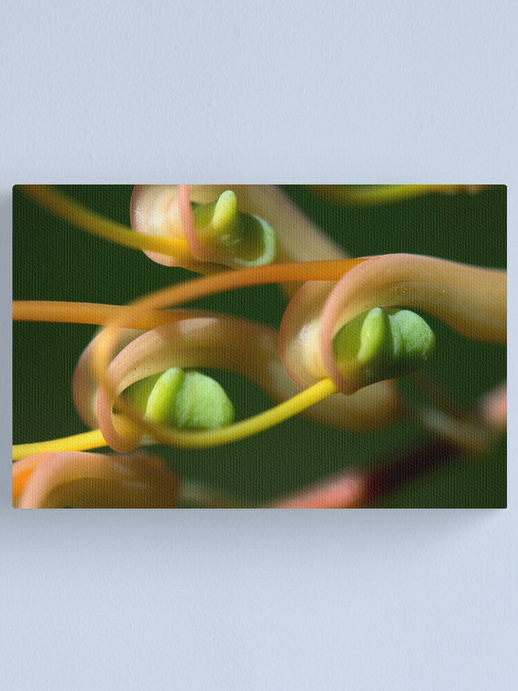 Alternate view of Grevillea dryandri subsp. dryandri Canvas Print