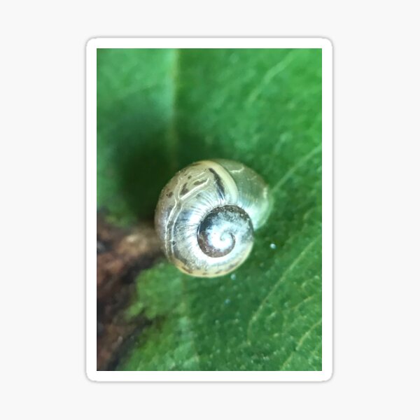 Stickers Sur Le Theme Coquille De Gast C3 ropode Redbubble