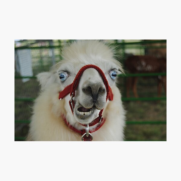 Hello Mr Llama! Photographic Print