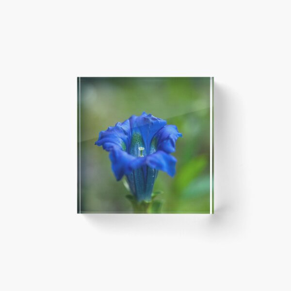 Item preview, Gentiana clusii designed and sold by Gabriele Maurus.