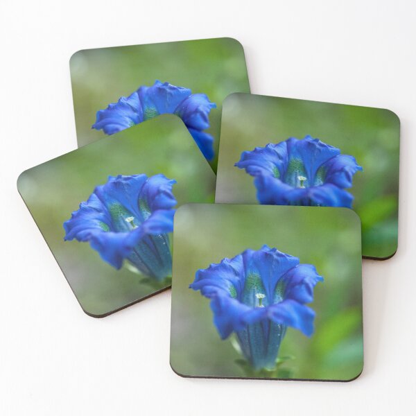 Item preview, Gentiana clusii designed and sold by Gabriele Maurus.