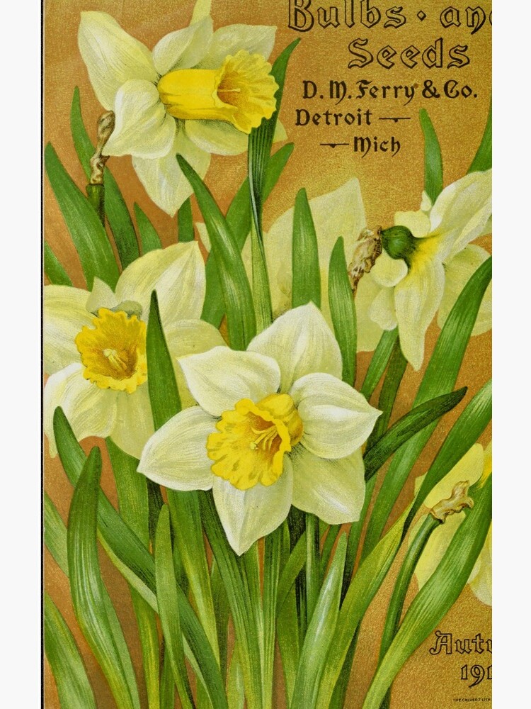 Vintage Daffodils by douglasewelch