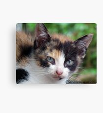 Kitten Canvas Print
