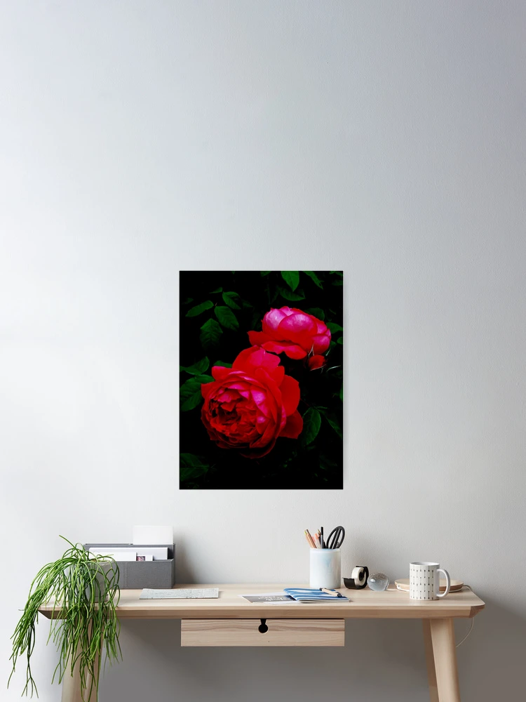 Thumbnail 2 of 3, Poster, Two Red Roses designed and sold by BBrightman.