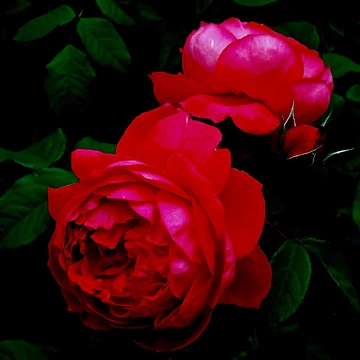 Artwork thumbnail, Two Red Roses by BBrightman