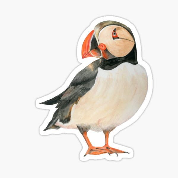 Artikel-Vorschau von Niedlicher kleiner Papageientaucher-Vogel, designt und verkauft von artichromadsgns.