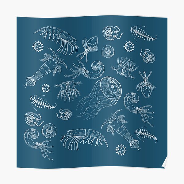 Zooplankton Poster