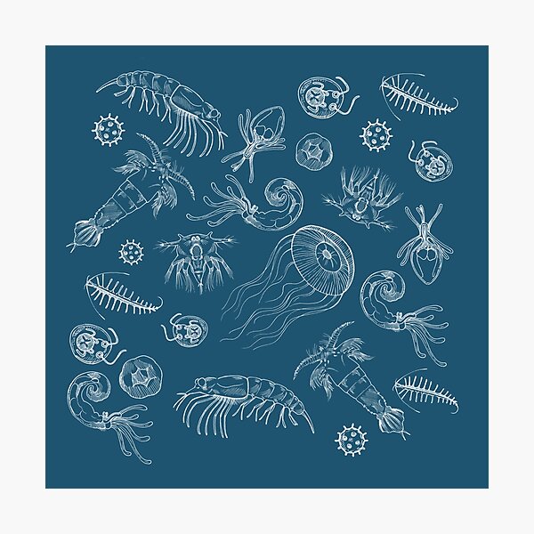 Item preview, Zooplankton designed and sold by Bethany Gustafson.