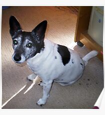 Eddie-my dearest friend & companion Poster