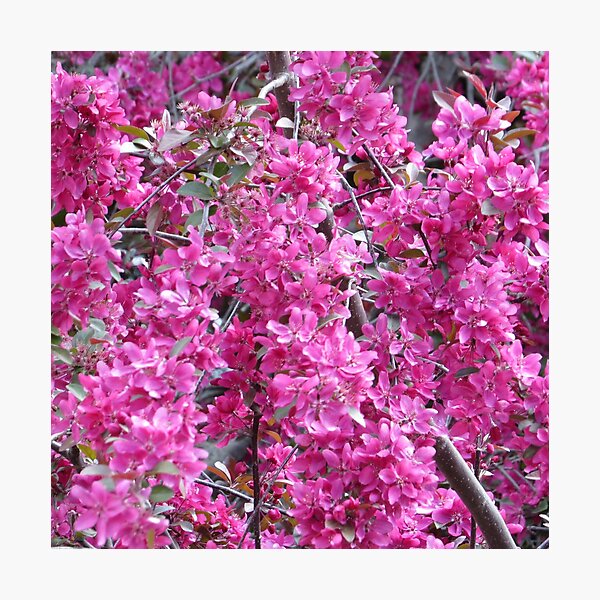 Item preview, Pretty in Pink Blossom designed and sold by Honey Myrtle Studio.