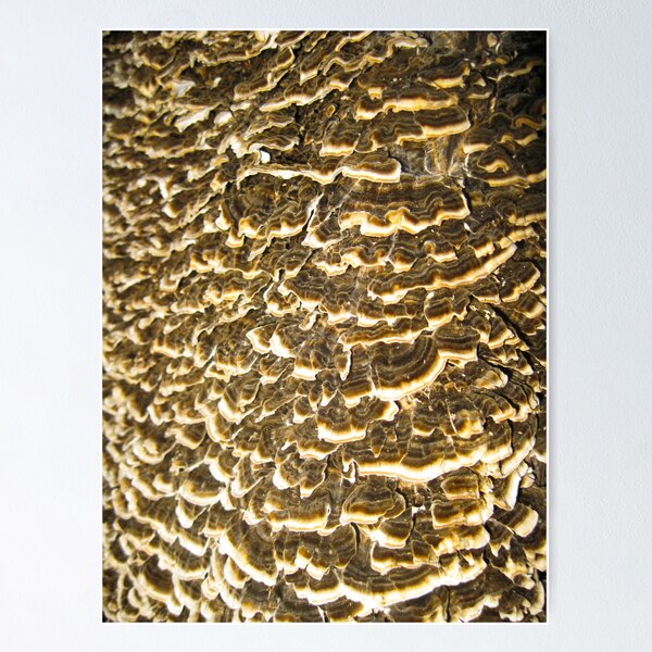 Item preview, Mushroom madness designed and sold by Heather Paakkonen.