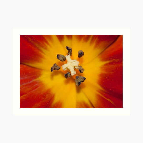 Centre Art Print