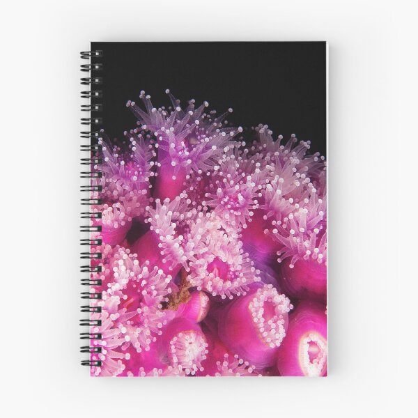 Item preview, Jewel Anemone's- HMAS Perth designed and sold by Jamie Kiddle.