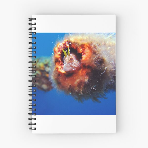 Item preview, False Tasmanian Blenny designed and sold by Jamie Kiddle.