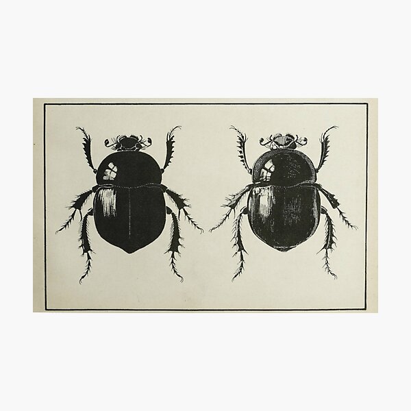 Item preview, Antiquarian Black Beetles designed and sold by BlueSpecsStudio.