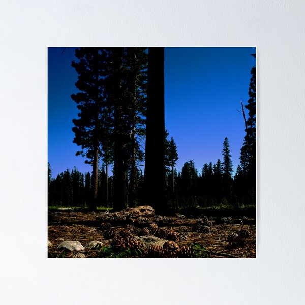 Item preview, Near Laurel Lake in Yosemite N.P. (7/3/2010) designed and sold by Rodney Johnson.