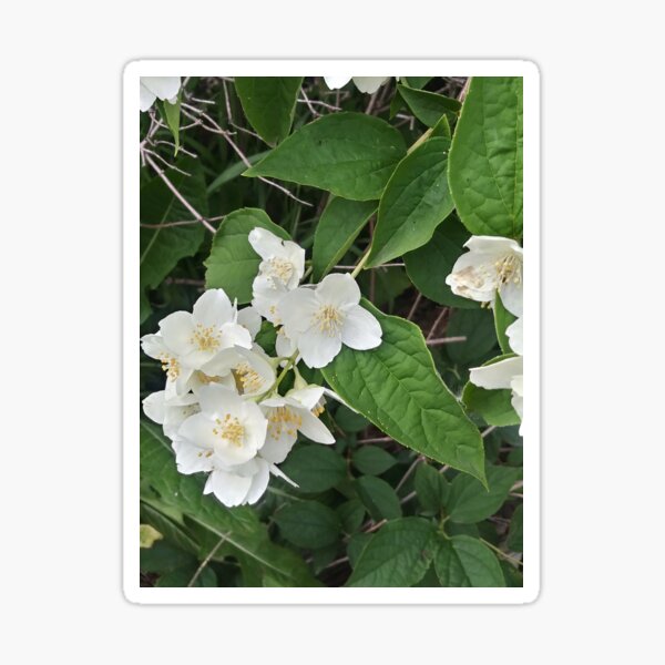 White flowers Sticker