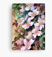 Clematis Montana Canvas Print