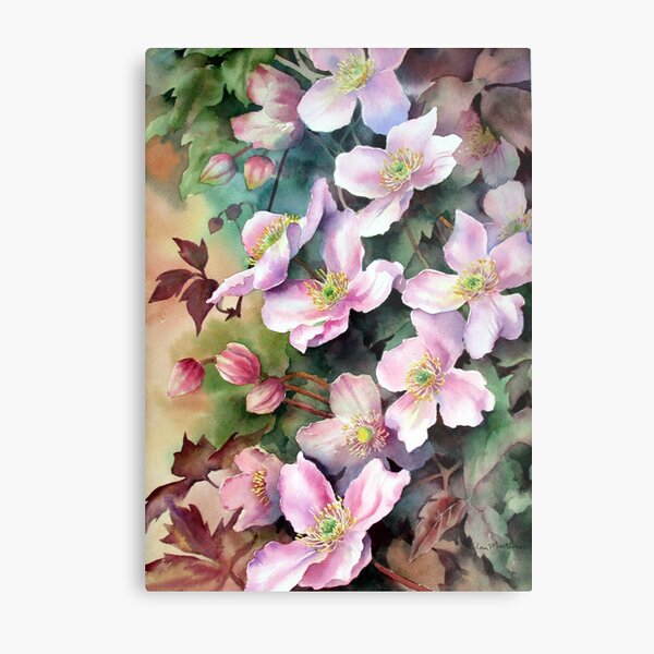 Clematis Montana Metal Print