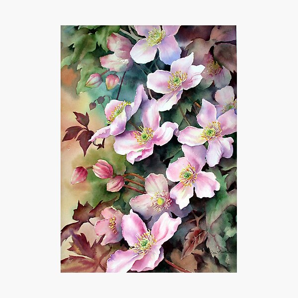 Clematis Montana Photographic Print