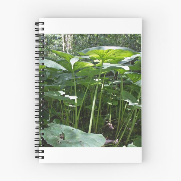 Item preview, Renfrew Ravine - spindly stocks of giant umbrella-type plants designed and sold by Rod Raglin.