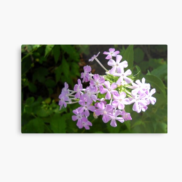 Purple Wildflowers Metal Print